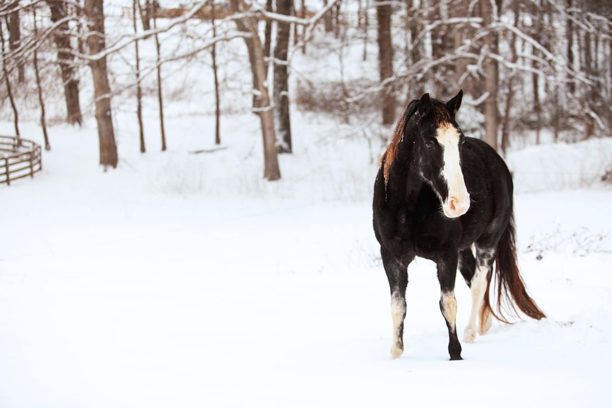 Drama Ukmergės rajone: iki kaklo pelkėje įklimpusį arklį gelbėjo ugniagesiai