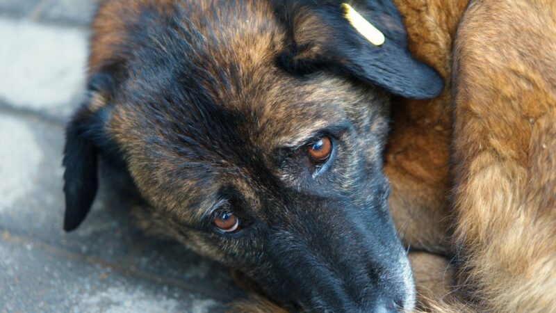 Šunelį gyvą užkasę kaltinamieji išgirdo prokuroro siūlomas bausmes