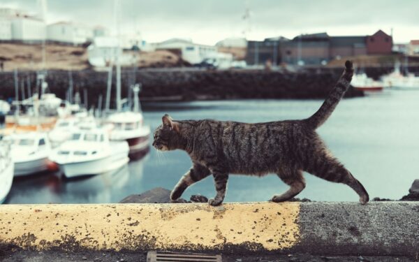 250 kilometrų iki namų: paaiškėjo, kaip po penkių mėnesių dingęs katinas sugebėjo grįžti namo