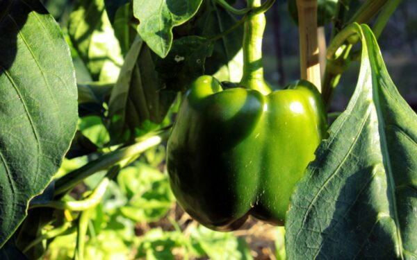 Norite rekordinio paprikų derliaus? Specialistai įvardijo klaidą, kurią daro beveik visi daržininkai