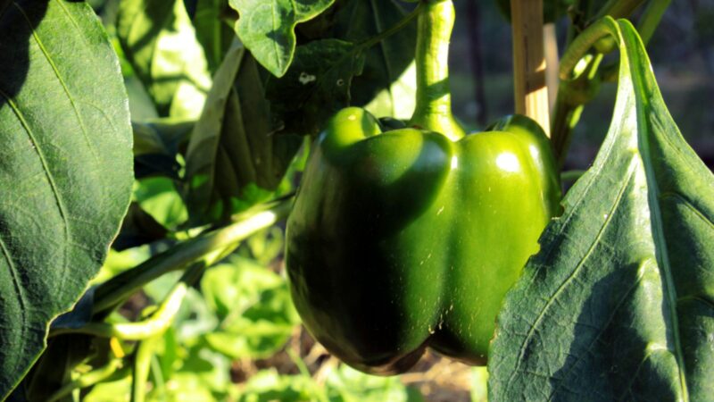 Norite rekordinio paprikų derliaus? Specialistai įvardijo klaidą, kurią daro beveik visi daržininkai