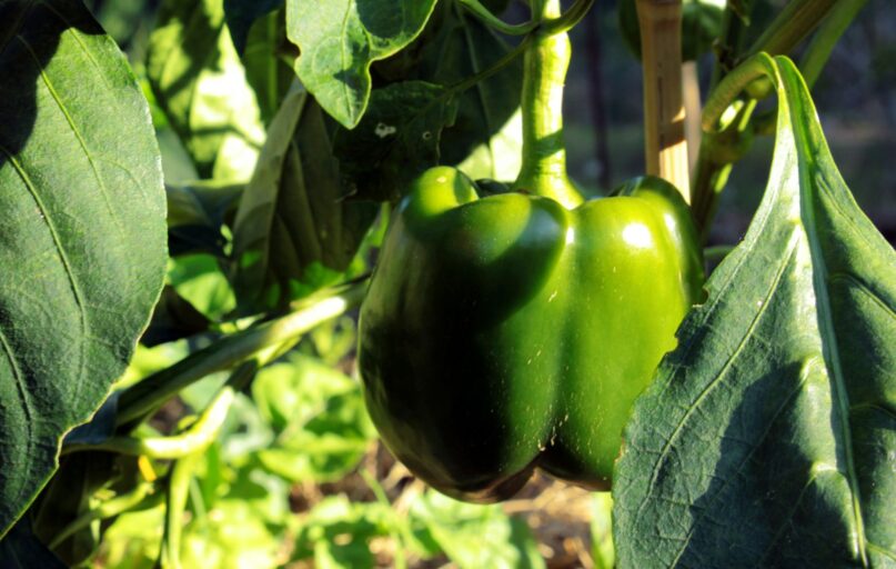 a green pepper growing on a plant in a garden