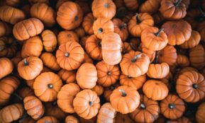 a group of orange pumpkins