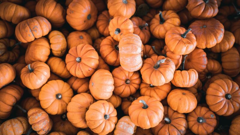 Mangas už moliūgo kainą: sužinokite, kaip iš pigios daržovės paruošti prabangų desertą žiemai