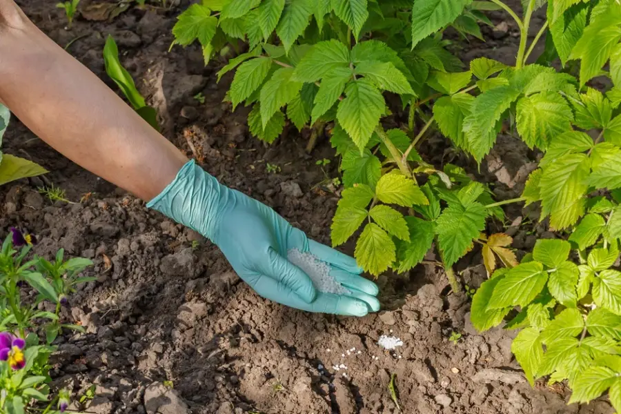 Daug kas daro šią klaidą: paprastas triukas, kaip iš aviečių krūmų išspausti maksimalų derlių