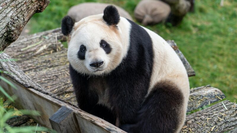 Ašaros Tokijuje ir politinis signalas Pekinui: Kinija atsiima paskutines Japonijos pandas