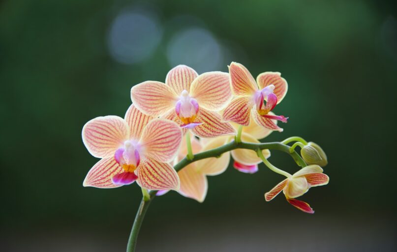 purple and green flower in close up photography