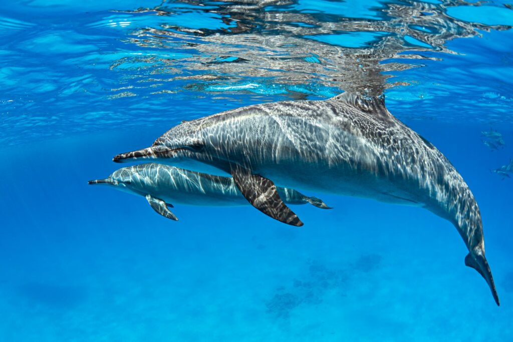 two dolphins swimming in water