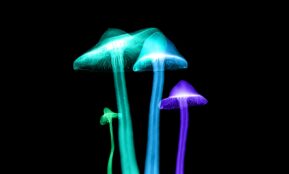 four assorted-color lights