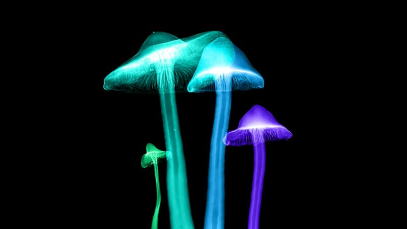 Grybų sezonas Kinijoje baigėsi ligonine: mokslininkai tiria neįprastą grybo poveikį smegenims