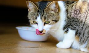 brown tabby cat on brown wooden table
