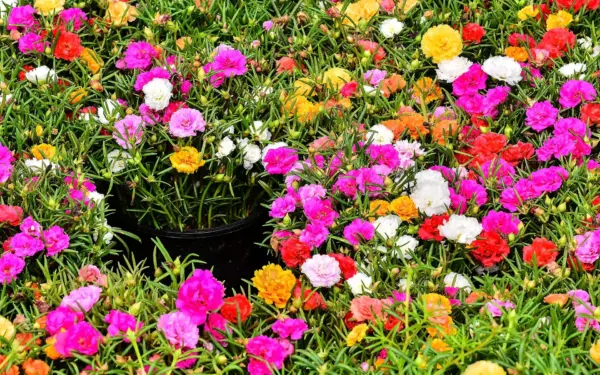Top daugiametės gėlės tinginiams: žydi visą vasarą ir peržiemoja be kasimo