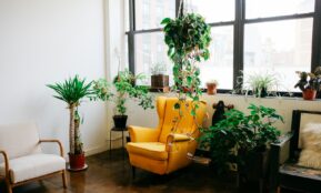 assorted green-leafed plants