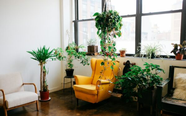 Nuolat trūksta pinigų ar kyla barniai? Pasitikrinkite, ar namuose neturite šių energiją siurbiančių augalų