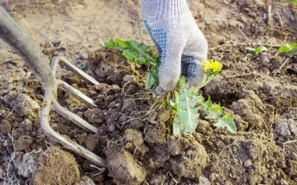 Kodėl patyrę daržininkai skuba sėti vos nutirpus sniegui? Jų paslaptis nustebins ne vieną