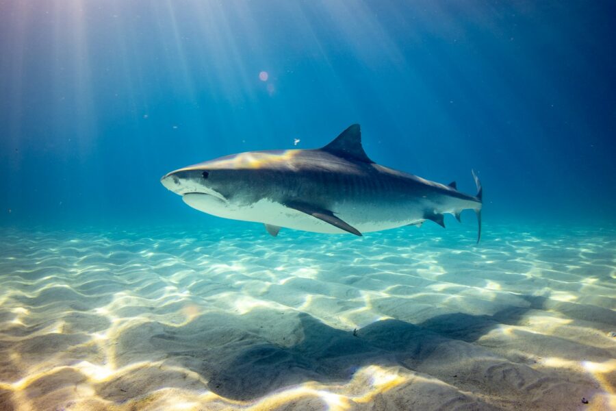 black shark underwater photo