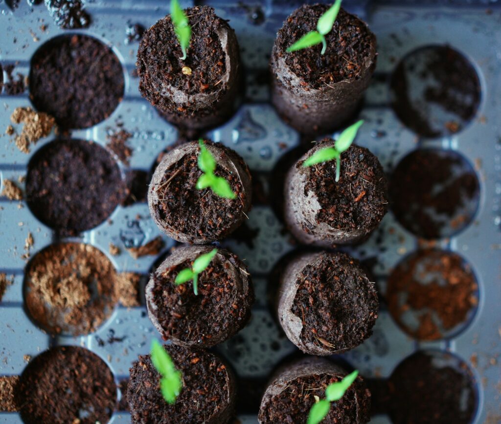 green plant on black soil