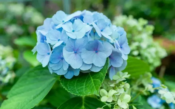 Sodininkai pradeda jau vasarį: paprastas būdas padauginti hortenzijas beveik be išlaidų