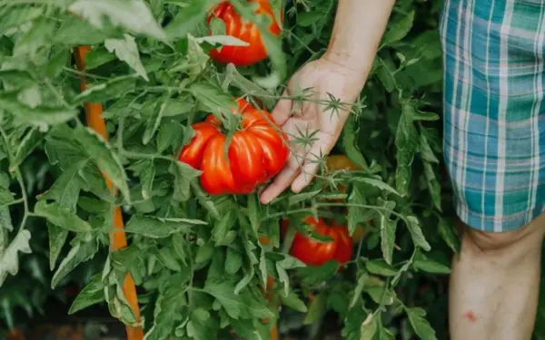 Nuo sėklos iki stipraus daigo: žingsnis po žingsnio, kaip teisingai auginti pomidorus