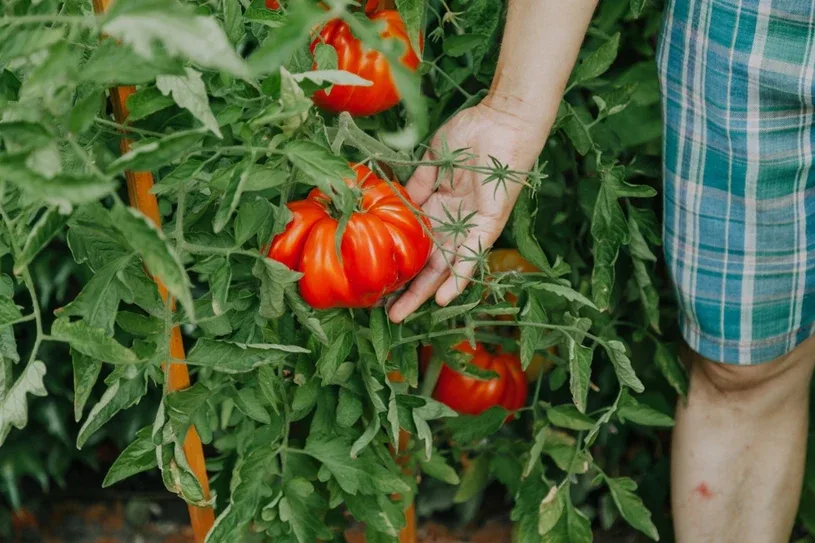 Nuo sėklos iki stipraus daigo: žingsnis po žingsnio, kaip teisingai auginti pomidorus