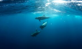 three shark underwater