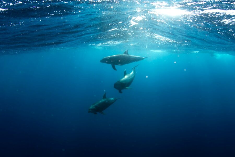 three shark underwater