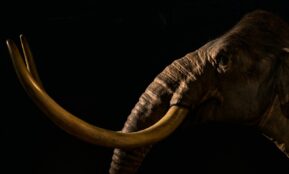 photography of gray elephant