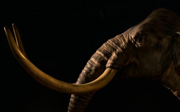 Kas buvo pirmieji Amerikos gyventojai? Atsakymą pateikė 14 tūkstančių metų senumo radiniai