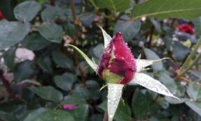 a flower with leaves