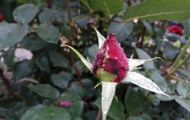 a flower with leaves