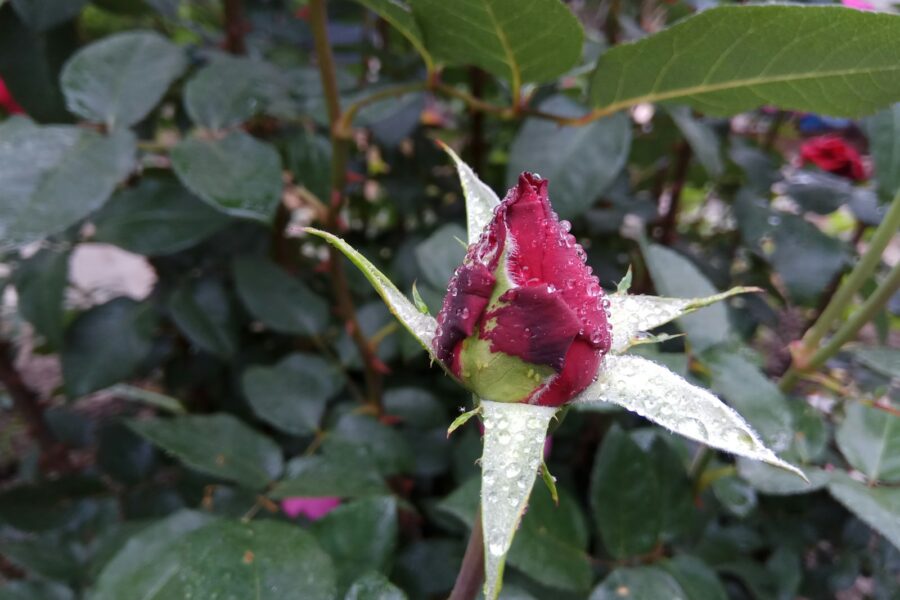 a flower with leaves