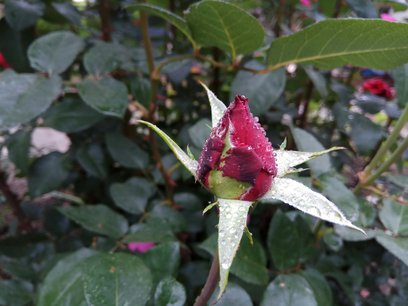 Nenumokite ranka į juodas dėmes: kaip išgelbėti rožes nuo ankstyvo lapų kritimo?