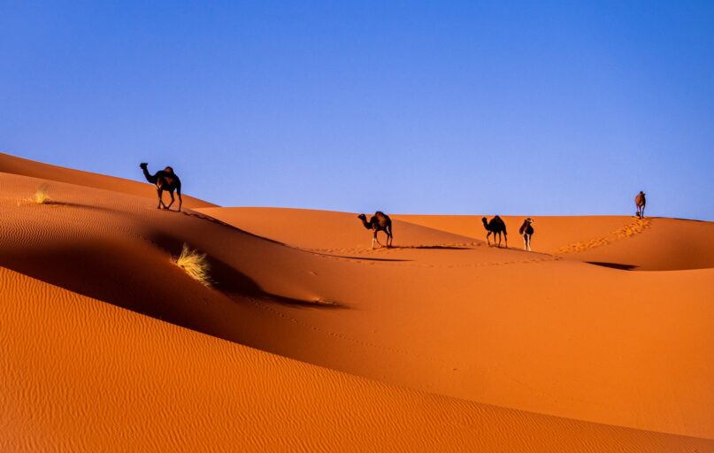 camels in a desert