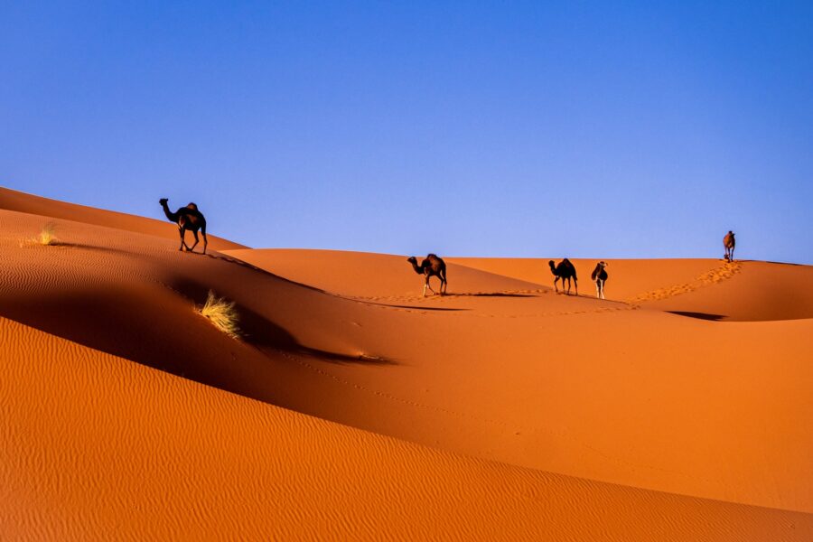 camels in a desert