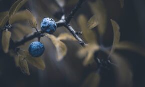 a blue berry on a branch