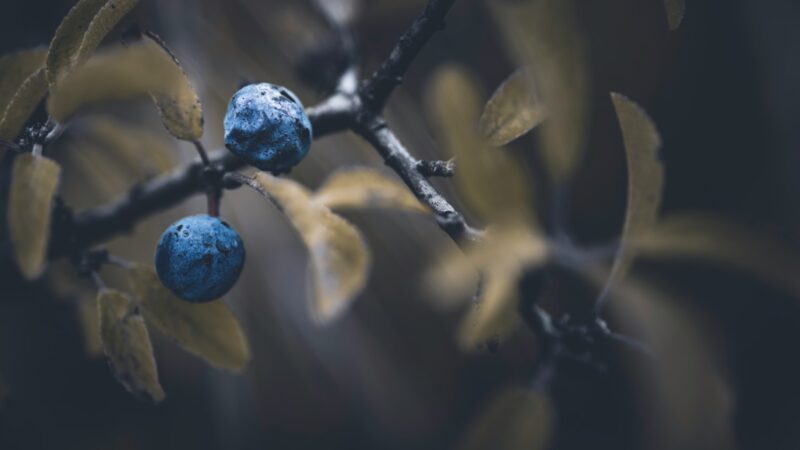 Nenustebkite, jei šilauogės nebeaugs: štai kokių augalų griežtai negalima sodinti šalia