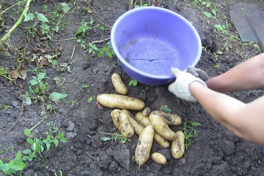 Stulbinanti lenkų gudrybė su bulvėmis: sodinkite jas šiuo būdu ir derlius nustebins net ir skeptikus