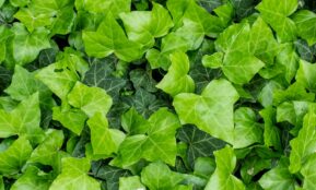 a group of green leaves