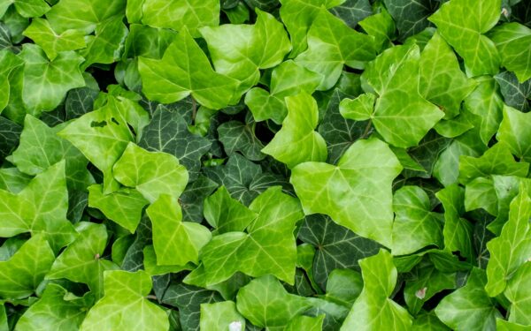 Gali sugadinti namo pamatus: šio populiaraus augalo negalima sodinti arti namo sienų