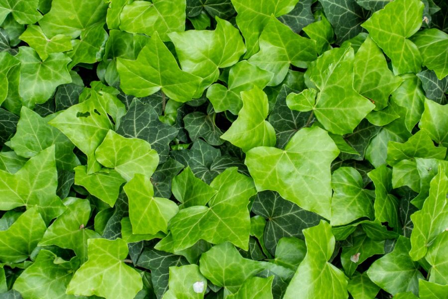 a group of green leaves