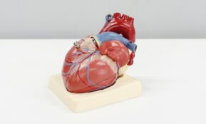 a model of a human heart on a white surface