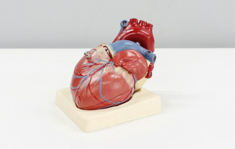 a model of a human heart on a white surface