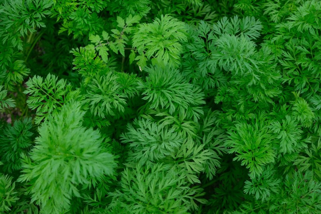 Vibrant green carrot tops in a garden