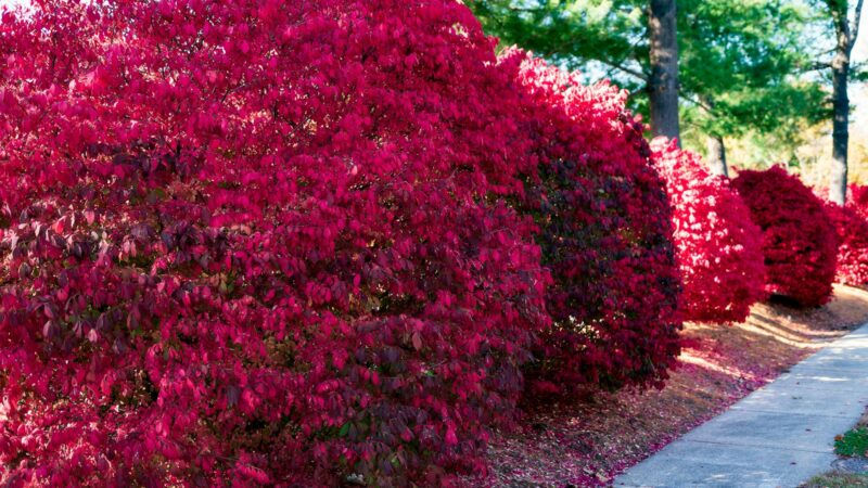 Rudenį jis sprogsta spalvomis: vienas gražiausių ir nereikliausių krūmų, kokį galite pasodinti