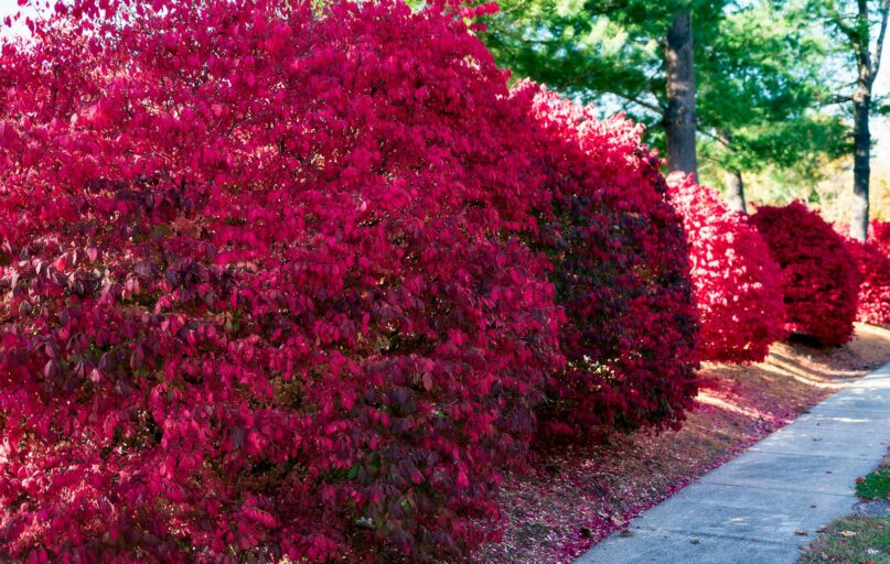 Row of vibrant red bushes along a sidewalk.