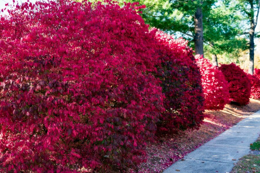 Row of vibrant red bushes along a sidewalk.