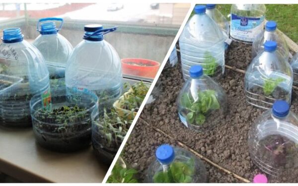 Turite namuose 5 litrų plastikinių butelių? Štai kaip jie virsta mini šiltnamiais vos per valandą