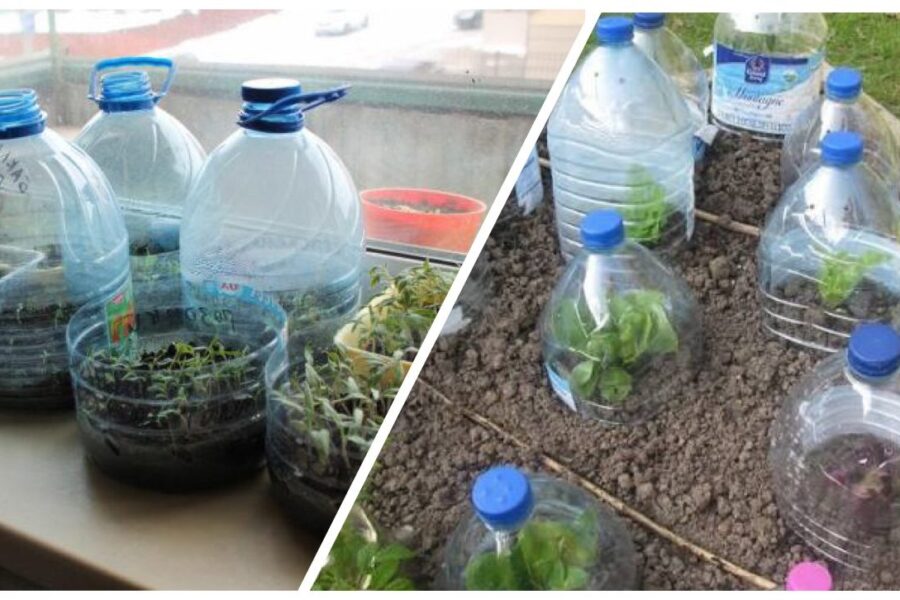 Turite namuose 5 litrų plastikinių butelių? Štai kaip jie virsta mini šiltnamiais vos per valandą