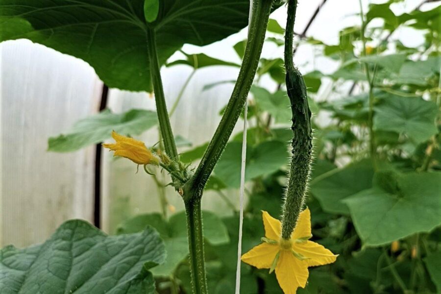 Ankstyvas, bet stebėtinai ištvermingas: šie agurkai ramiai atlaiko pavasario kaprizus