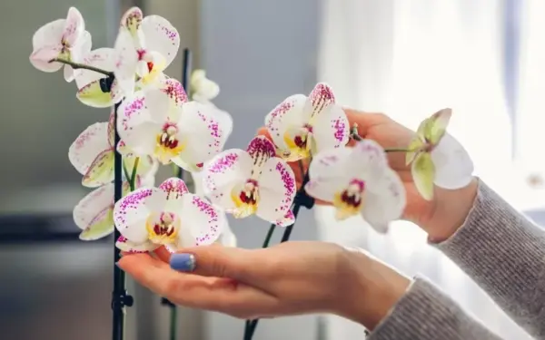 Substrato atnaujinimo paslaptis, kuri padeda augalams lengviau atsigauti po persodinimo